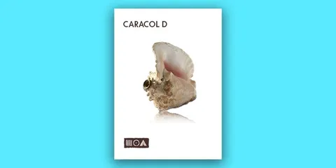 Caracol D