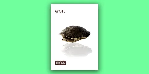 Ayotl